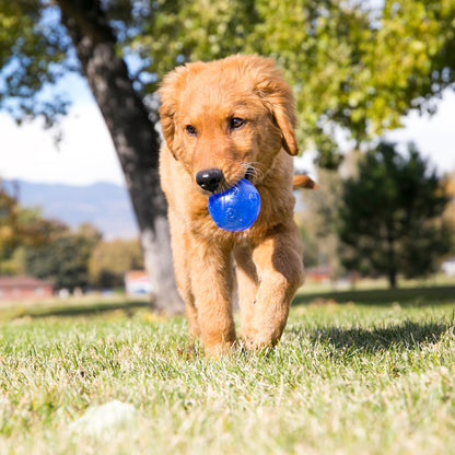 KONG Squeezz Dog Ball