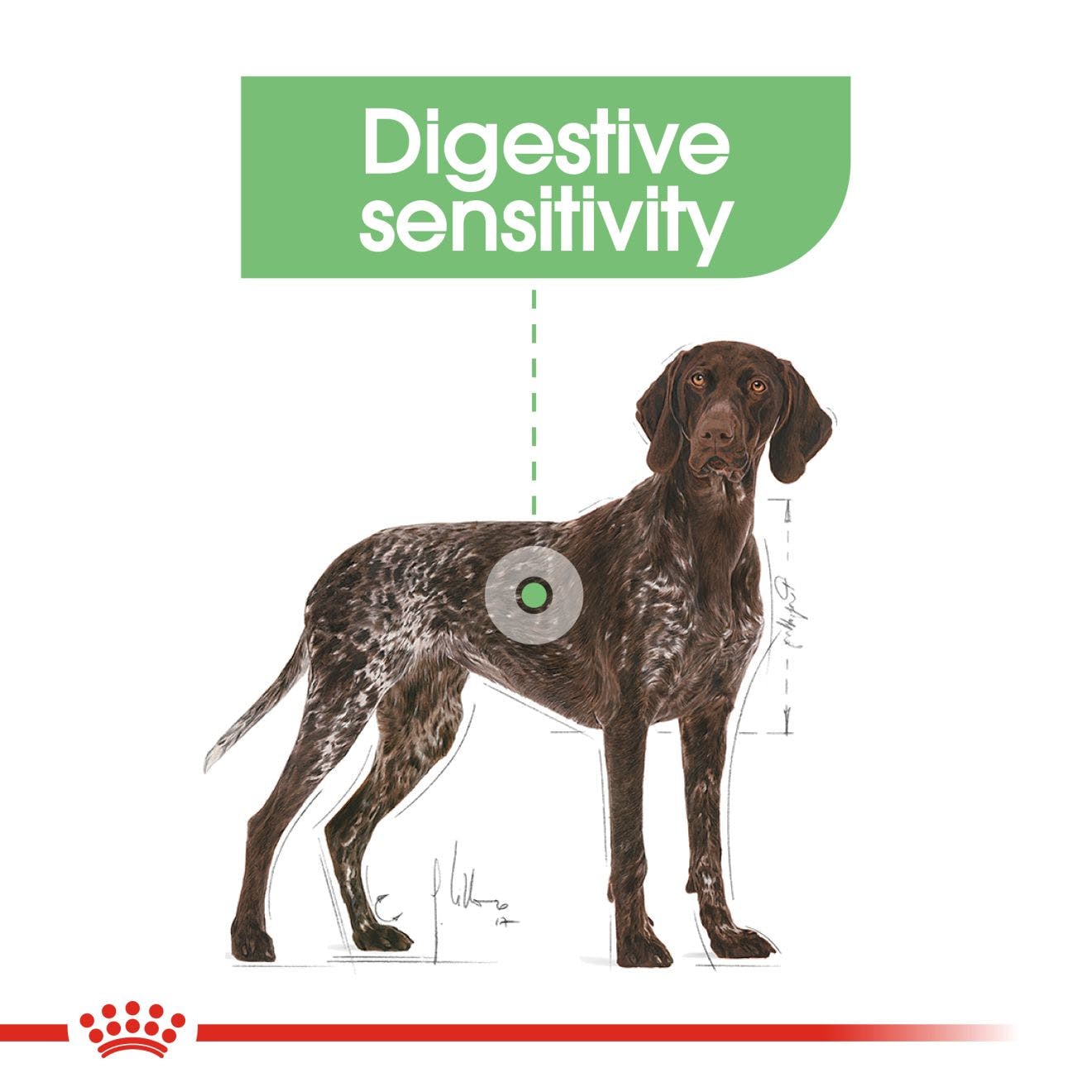 Royal Canin Adult Maxi Digestive Care Dry Dog Food 12kg