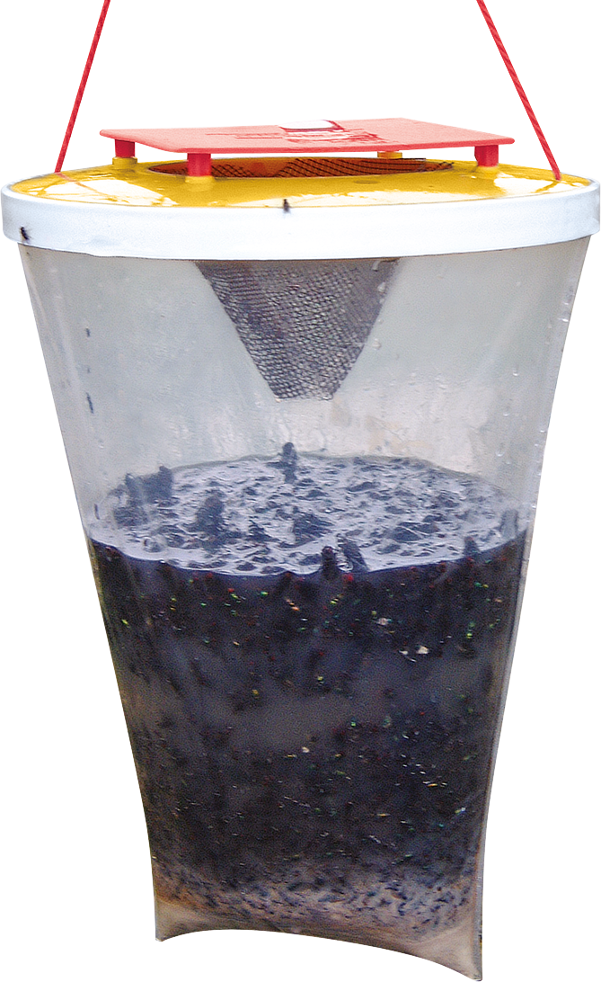 Redtop Fly Traps