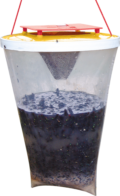 Redtop Fly Traps