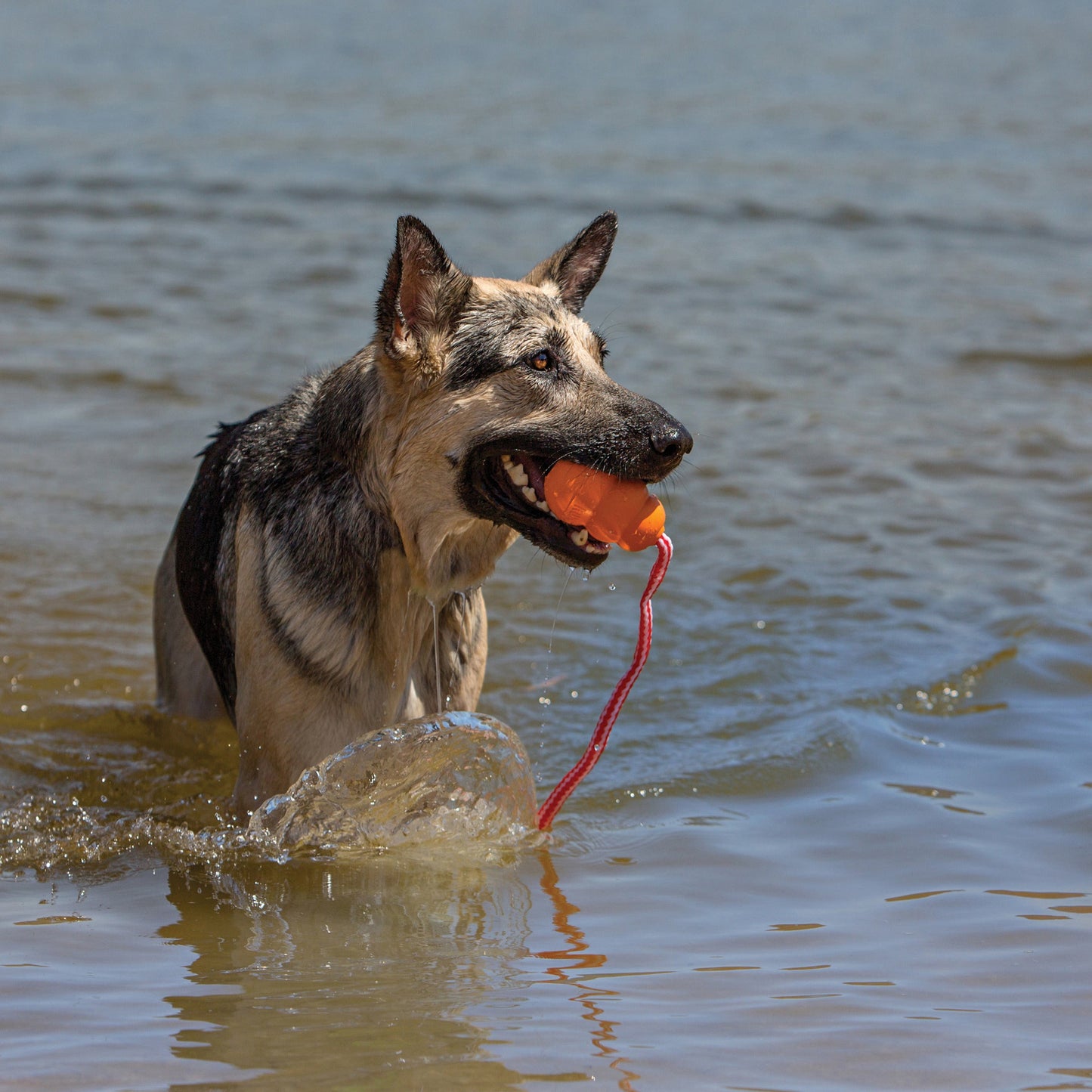 KONG Aqua Dog