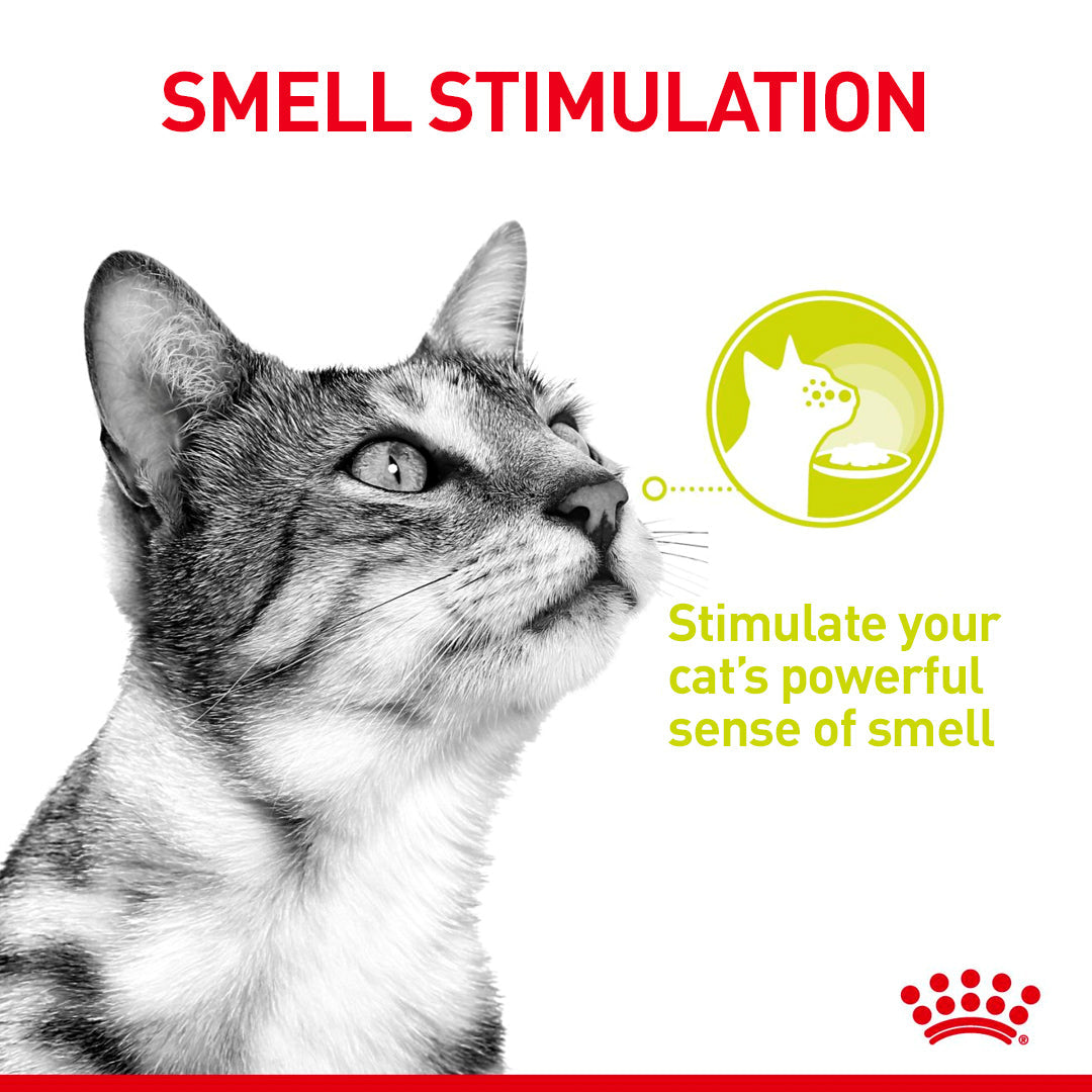 Royal Canin Adult Sensory Smell Taste Feel Chunks In Gravy Multipack 12 x 85g