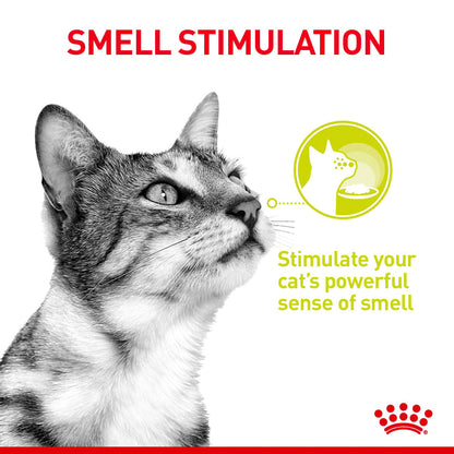 Royal Canin Adult Sensory Smell Taste Feel Chunks In Gravy Multipack 12 x 85g